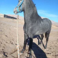 اسب نریان دو ساله شجره دار