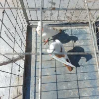 کبوتر دم زرد