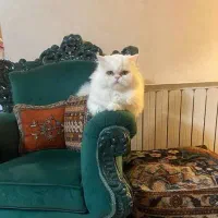 گربه گمشده