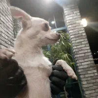 سگ شیواوا اشپیتز