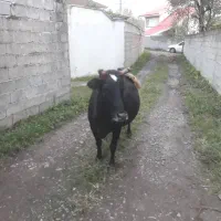 گاو چالوسی ابستن|حیوانات مزرعه|توتکابن, |دیوار