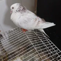 ۵ عدد کبوتر نر ماده