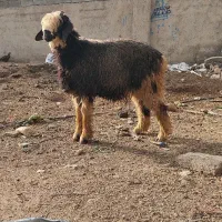 بره     قوچی شهرکردی  پسندی