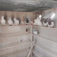 گمشده