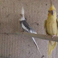 عروس هلندی جفت