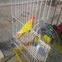 طوطی برزیلی ماده