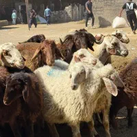 گوسفند فروشی نر چاق و چله|حیوانات مزرعه|تهران, سلسبیل شمالی|دیوار