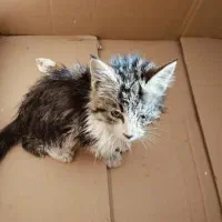 سرپرستی گربه پیشی