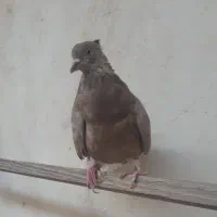 ماده اشعل ۱۴ پر|پرنده|بندر ماهشهر, |دیوار