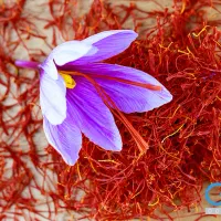 گل زعفران شمااگه قصد فروش داشتید خریداریم نقدی|خدمات باغبانی و درختکاری|باخزر, |دیوار