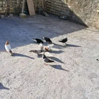 کبوتر|پرنده|شیراز, شهرک مهرگان|دیوار