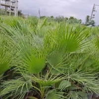 نیازمند نیروی کار