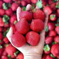 دوره آموزشی گلخانه هیدروپونیک و خاکی با مدرک معتبر|خدمات آموزشی|تهران, نجات اللهی|دیوار