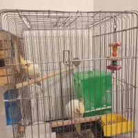 جوجه عروس هلندی آلبینو سفید و لوتینو|پرنده|شیراز, تندگویان|دیوار