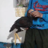 جوجه مرغ خروس لاری