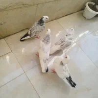 کبوتر|پرنده|کرج, گلشهر|دیوار