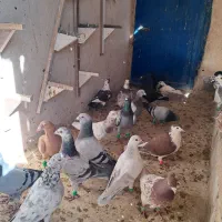 کفتر هوایی ۴۸ تا ۵۰ تا|پرنده|گلبهار, شهر جدید گلبهار|دیوار