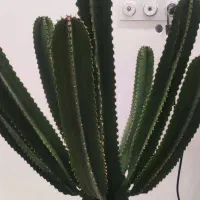 کاکتوس یفوربیا