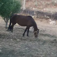 فروش مادیان