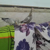 پرنده عروس هلندی|پرنده|قشم, |دیوار