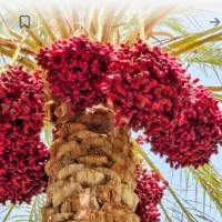 اجاره ۵۵ عدد درخت خرما درشت وسرچینی پایین بروات