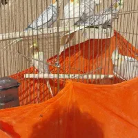 عروس فروشی|پرنده|هشتگرد, هیو|دیوار