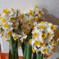 گل نرگس شیراز