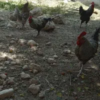 خروس