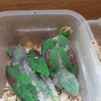 انواع طوطیسانان راهب ملنگو گرینچیک ....|پرنده|قم, انسجام|دیوار