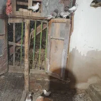 چندعددکبوترپرشی