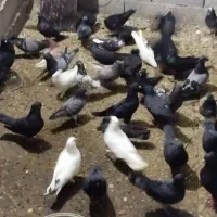 ۳۵ عدد کبوتر کلی