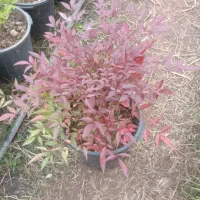 ناندینا سطل 10|گل و گیاه طبیعی|کلاچای, |دیوار