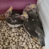 جوجه عروس هلندی سرلاکی