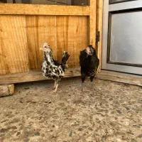 نیمچه گلین|حیوانات مزرعه|شهرکرد, |دیوار