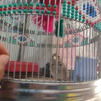 پرنده خاکی قناری|پرنده|شیراز, کوشک میدان|دیوار