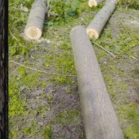 خرید چوب سرپایاقطع شده قیمت مناسب|خدمات باغبانی و درختکاری|آستانه اشرفیه, |دیوار