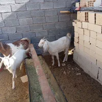 فروش دوعد بز پاکستانی|حیوانات مزرعه|شهر بابک, |دیوار