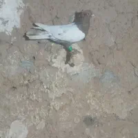 کبوتر رنگه