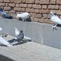 کبوتر پر