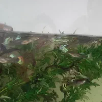 ماهی گوپی|ماهی|شاهرود, |دیوار