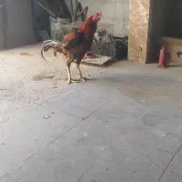مرغ و خروس و تخم لاری و جوجه