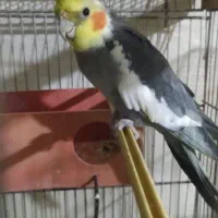 پرنده|پرنده|شاهرود, |دیوار