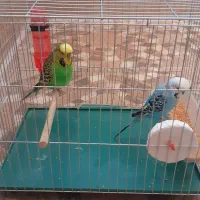 فروش یک جفت مرغ عشق با قفس ومتعلقاتش