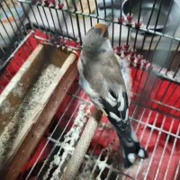 سهره دورگه زاغ|پرنده|شیراز, شهرک بهار|دیوار