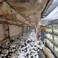 خاک پوششی قارچ