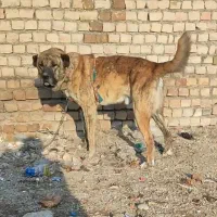 واگذاری سگهای نگهبان و گوسفندی