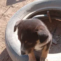 توله سگ شی واوا دوماه،به قیمت خیلی مناسب|سگ|صفادشت, |دیوار