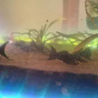 گیاه کریپتون|ماهی|ارومیه, |دیوار