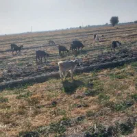 فروش بزغاله پرواری|حیوانات مزرعه|رامهرمز, |دیوار