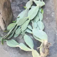 کاکتوس|گل و گیاه طبیعی|شیراز, ابیوردی|دیوار